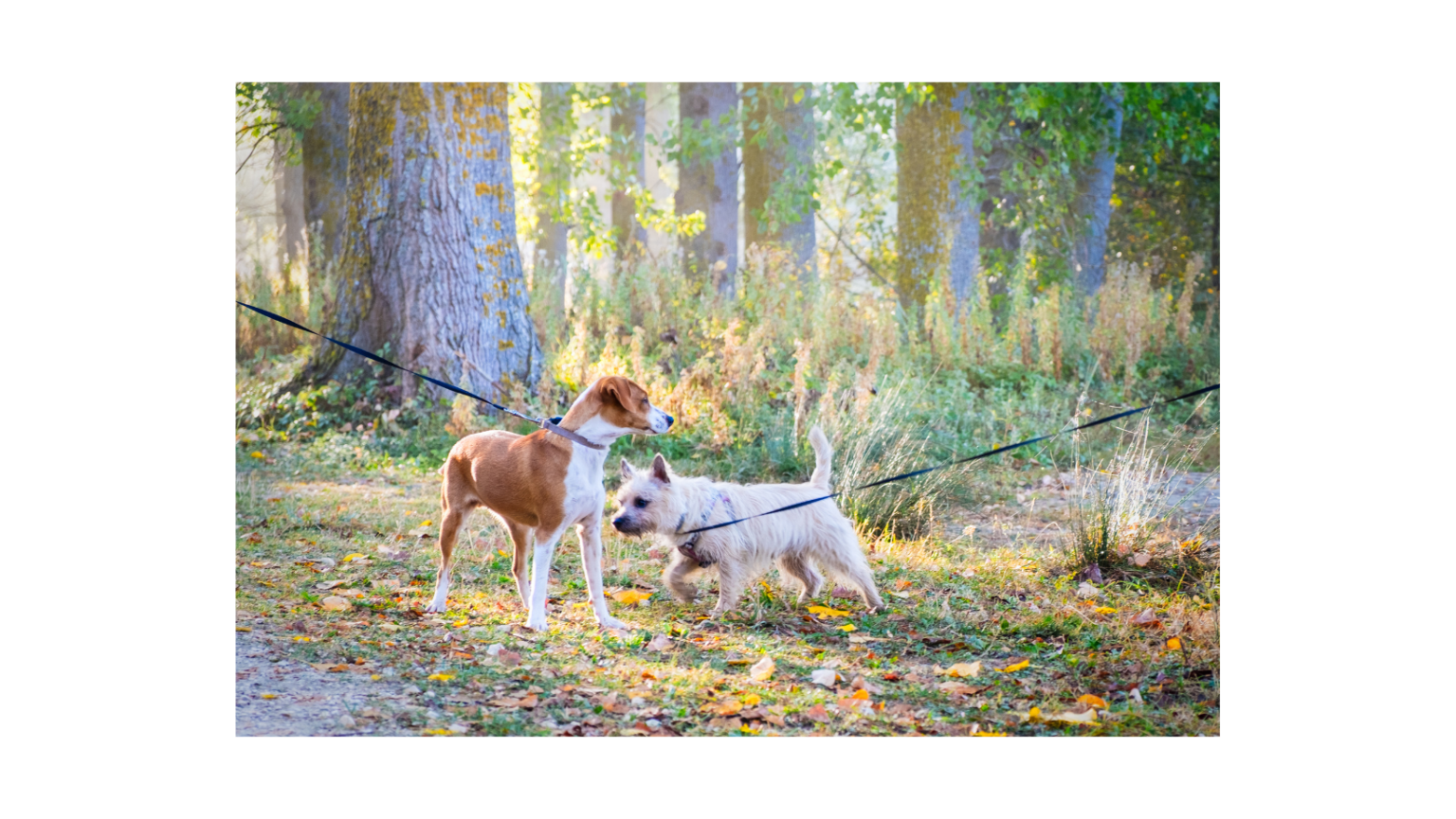 Hundebegrüßung
