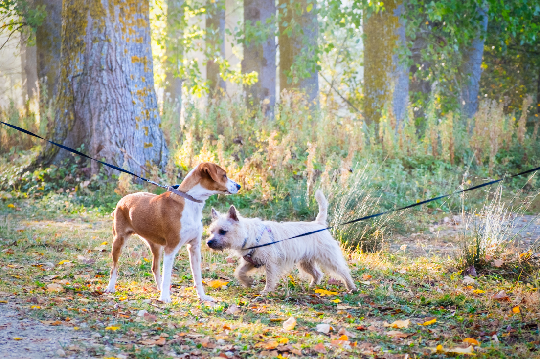 Hundebegrüßung