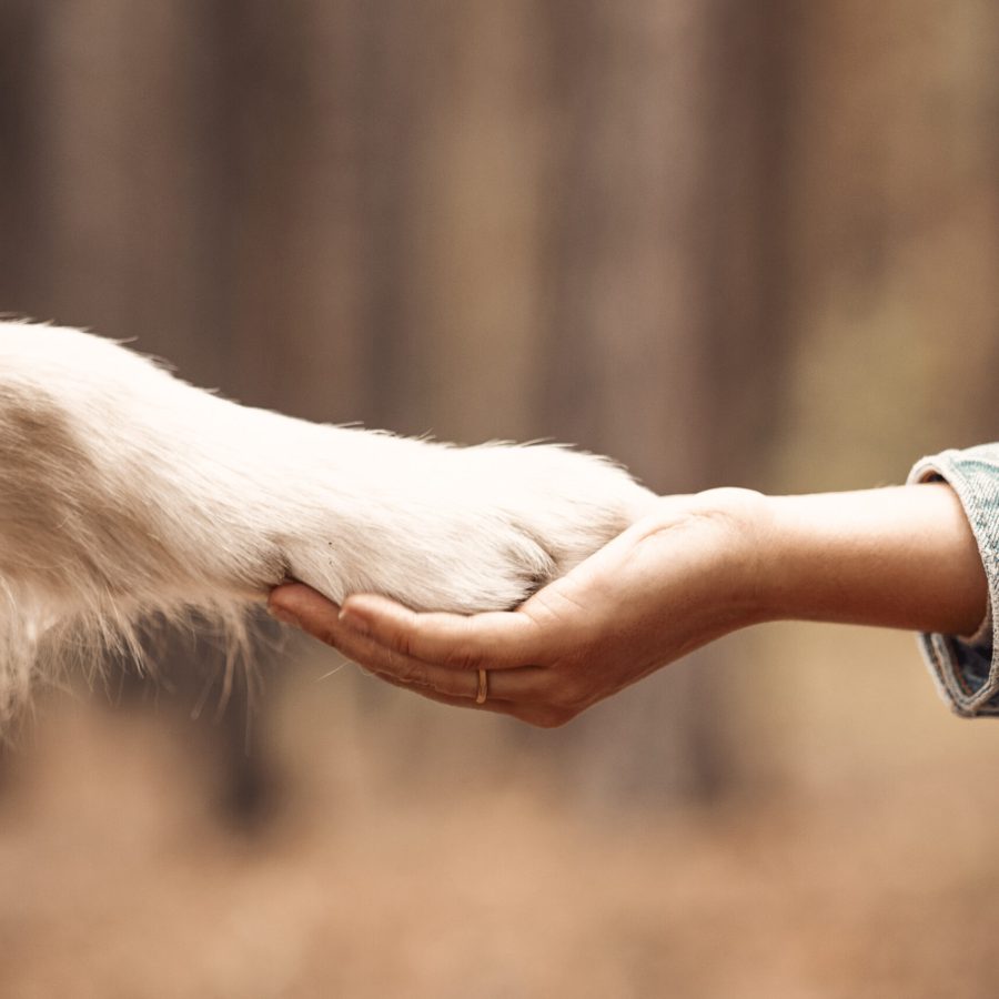 Dog is giving paw to the woman. Dog's paw in human's hand. Domestic pet.