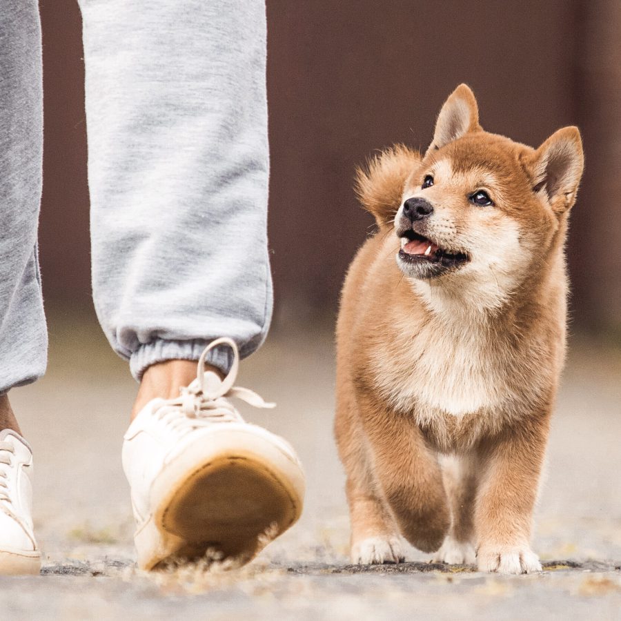 Welpen Hundetraining